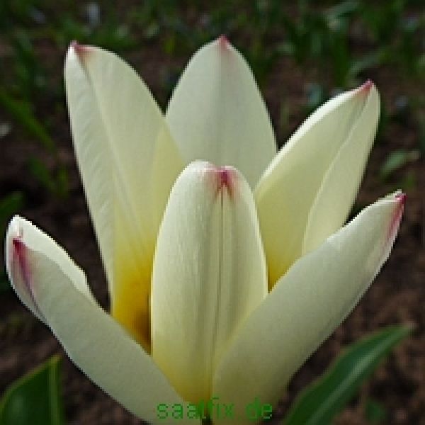 Fosteriana Tulpen Concerto