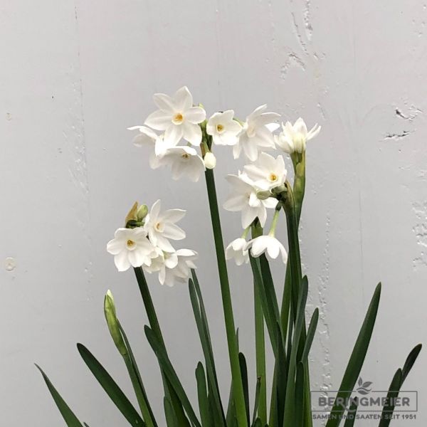 Tazetten Narzissen Paperwhite Grandiflora 1