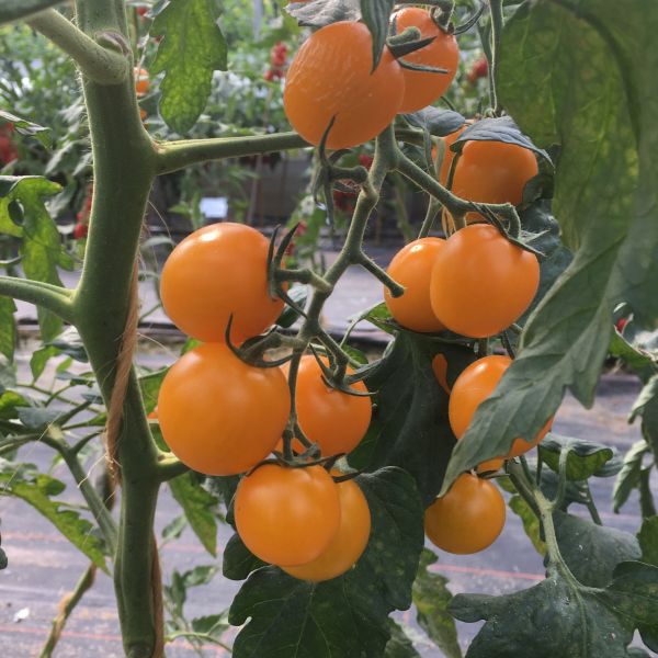 Tomate Golden Pearl F1