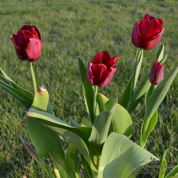 Triumph Tulpen National Velvet 3