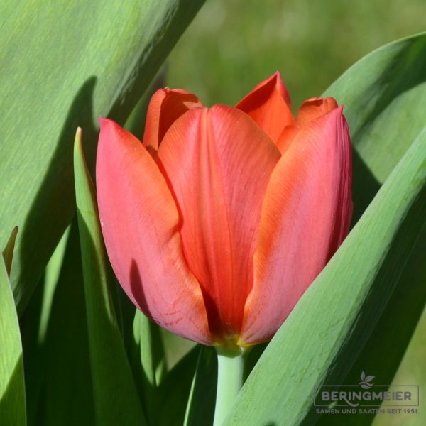 Triumph Tulpen Orange Cassini 1