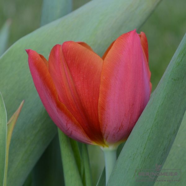 Triumph Tulpen Orange Cassini 2