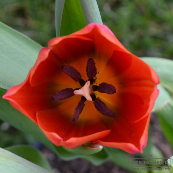 Triumph Tulpen Orange Cassini 3