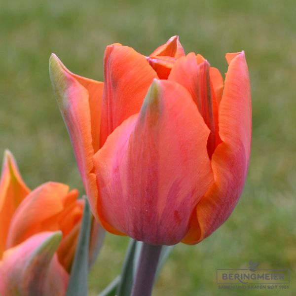 Triumph Tulpen Prinses Irene 1