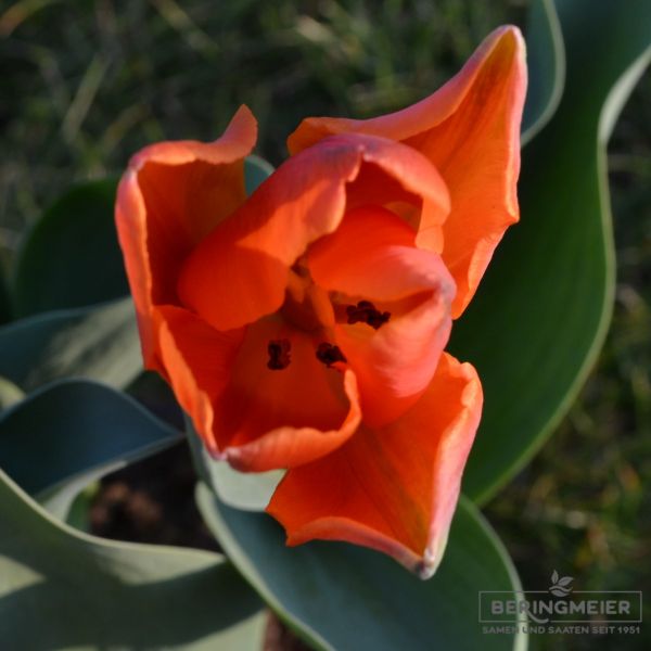 Triumph Tulpen Prinses Irene 3