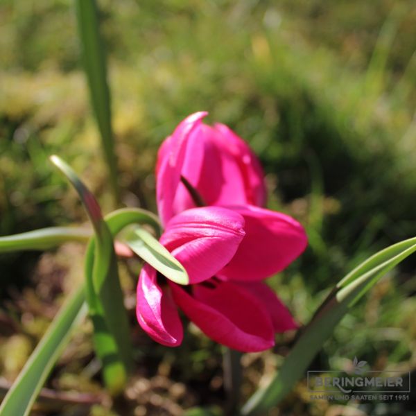 Tulipa humilis violaceae Black Base 3