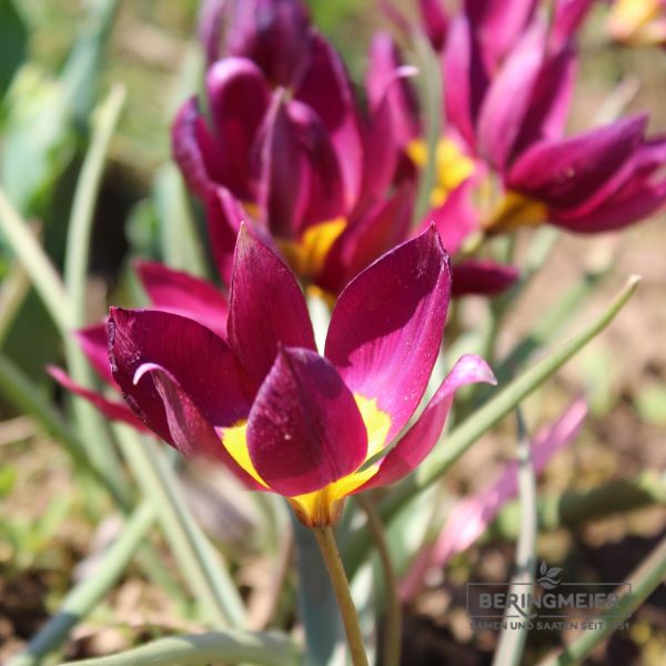 Tulipa Spezies humilis Odalisque