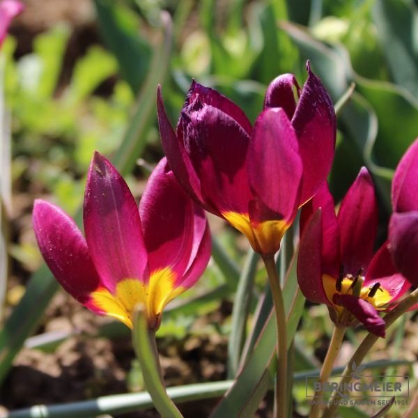 Tulipa Spezies humilis Odalisque