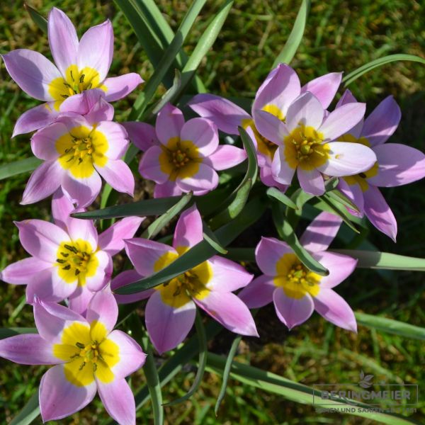 Tulipa Spezies humilis | Saatfix Blumenzwiebel Shop