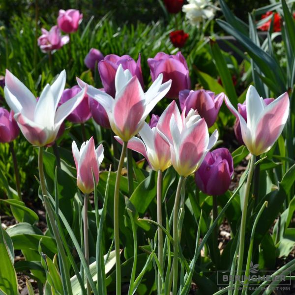 Tulipa Spezies Lady Jane 2