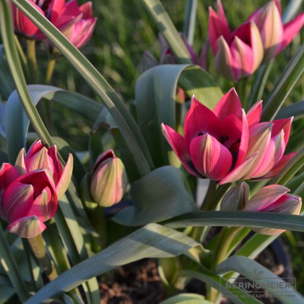 Tulipa Spezies Little Beauty 4
