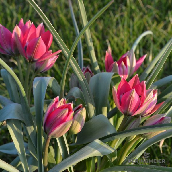 Tulipa Spezies Little Beauty 5