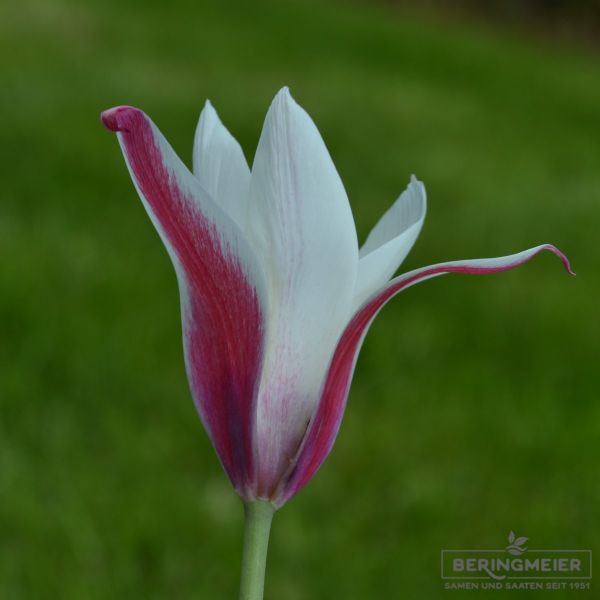 Tulipa Spezies Peppermintstick