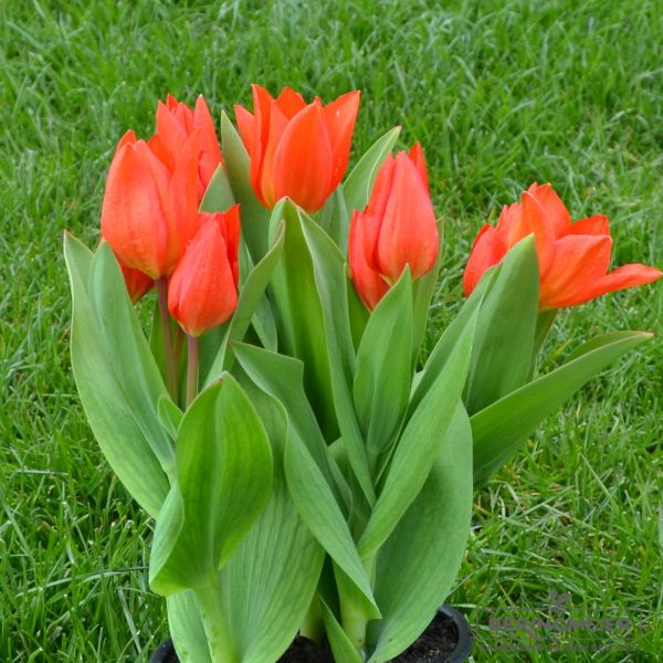 Tulipa praestans Füsilier 2