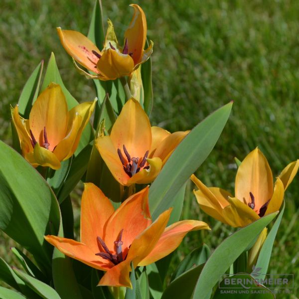 Tulipa praestans Shogun 1