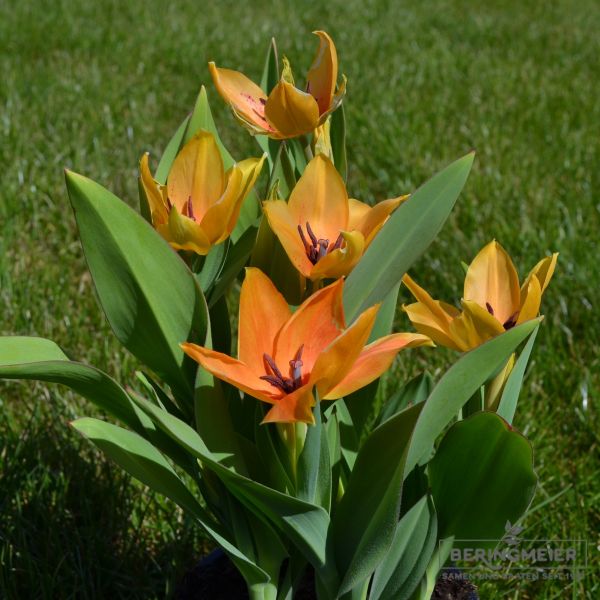 Tulipa praestans Shogun 2