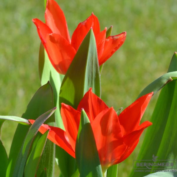 Tulipa praestans Zwanenburg Variety