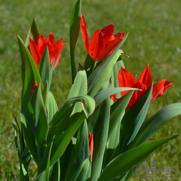 Tulipa praestans Zwanenburg Variety