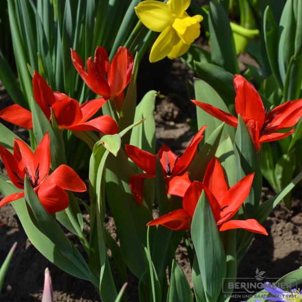 Tulipa praestans Zwanenburg Variety