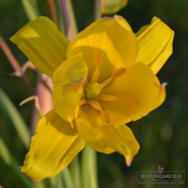 Tulipa sylvestris Wald- oder Weinbergtulpe 3