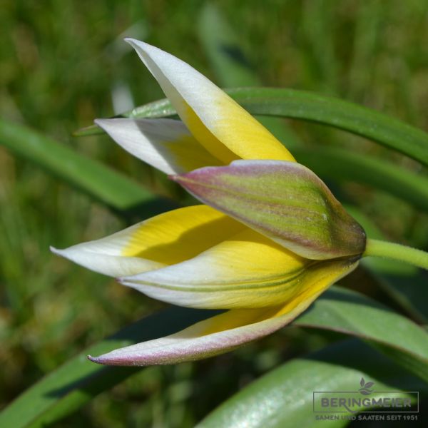 Tulipa tarda 1