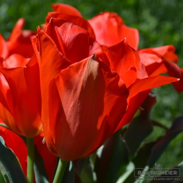 Tulipa Spezies vvedenskyi