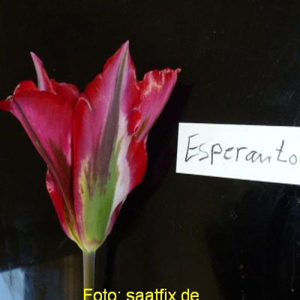 Viridiflora Tulpen Esperanto 2