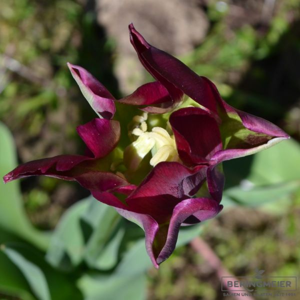 Viridiflora Tulpen Green Love