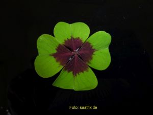 Glücksklee-Zwiebeln der bekannte 4-blättrige- Oxalis deppei Iron Cross